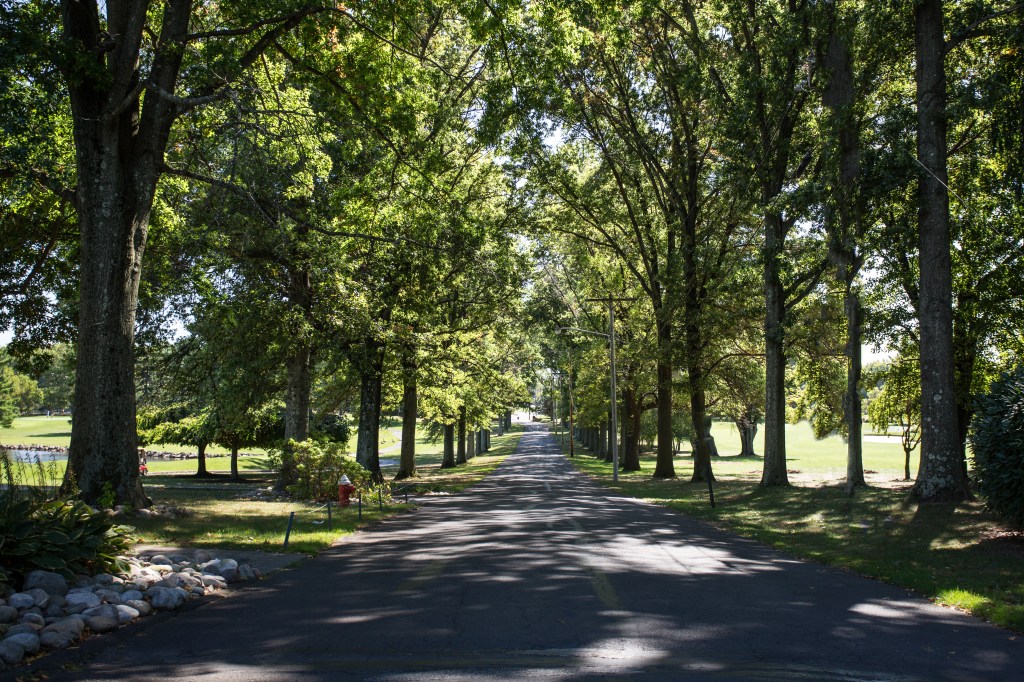 view down a tree lined path